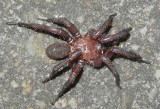 Wafer-lid Trapdoor Spider