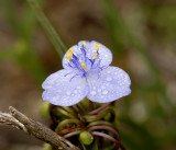 Spiderwort, Ohio