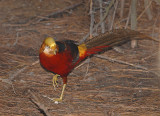 Golden Pheasant