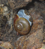 Land Snail