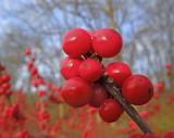 Hawthorne Berry