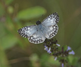 Tropical Checkered Skipper