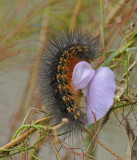 Salt Marsh Caterpillar (8131)