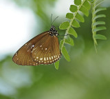 Common Indian Crow