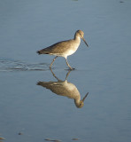 Willet (Eastern Subspecies)