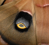 Detail of large eyespot of Male Polyphemus Moth