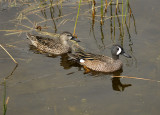 Blue-winged Teal Pair