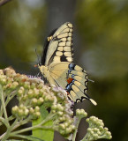 Giant Swallowtail Male