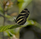 Zebra Longwing