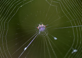 Spinybacked Orbweaver and Web