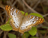 White Peacock