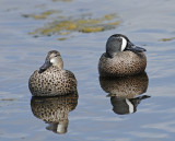 Blue-winged Teal Pair