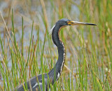 Breeding Adult