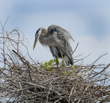 Great Blue Heron on Nest