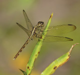 Band-winged Dragonlet