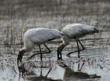 Wood Storks