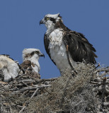 Osprey and Chicks