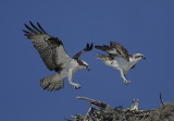 Osprey Pair with Chick in Nest