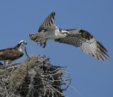 Osprey Pair