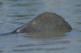 Manatee Tail