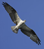 Adult in Flight