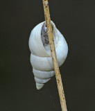 Florida Tree Snail