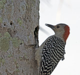 Female at Nesting Cavity