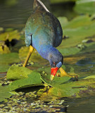 Purple Gallinule