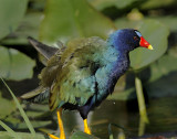 Purple Gallinule