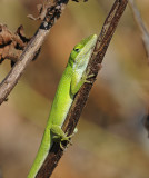 Green Anole