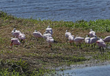 Roseate Spoonbills