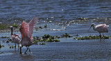 Roseate Spoonbills