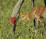 Florida Sandhill Crane and Chick
