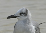 Laughing Gull (Non-breeding Adult)