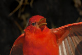 Male Wing Structure