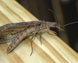 Eastern Dobsonfly