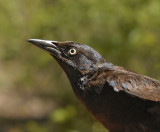 Common Grackle