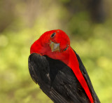 Scarlet Tanager Adult Male