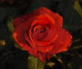 Red Rose 