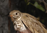 Gray-cheeked Thrush (2nd Year)