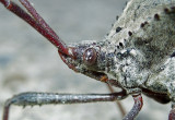 Acanthocephala declivis