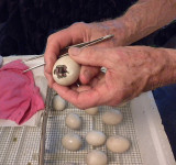 Wood Duck at Outset of Hatching