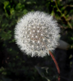 Dandelion Puffball