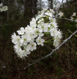 Plum, Flatwoods