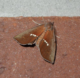 Large Necklace Moth (8527)
