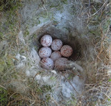 Brown-headed Nuthatch Nest and Eggs