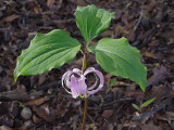 Catesbys Trillium