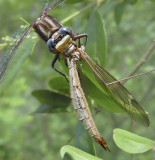 Dragonfly Devouring Crane Fly