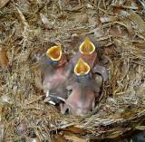 Brown-headed Nuthatch Chicks