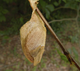 Luna Moth Cocoon